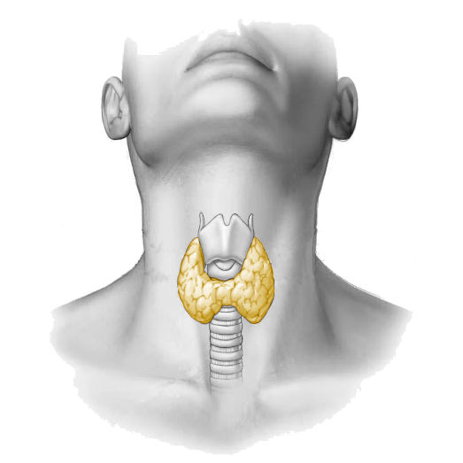 Endocrine